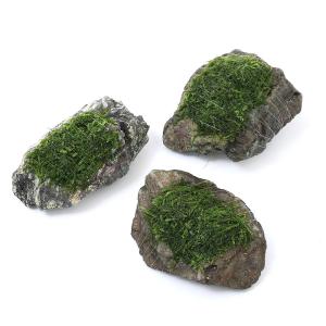 No,004 国産 南米ウィローモス 活着流木 1個 : G3 AQUA LAB ヤフー