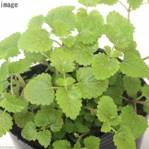 レモンバーム 苗の商品一覧 通販 Yahoo ショッピング