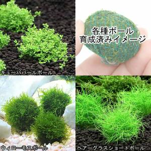 (水草)置くだけ簡単 人気の水草 9点セット+...の詳細画像1