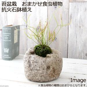 （観葉植物）苔盆栽　おまかせ食虫植物　抗火石鉢植え（１鉢）苔