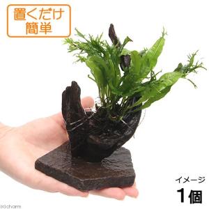 ちひろ 水草育成 照明器具 固定具 ラボック Chihiros VIVID2 WRGB2用