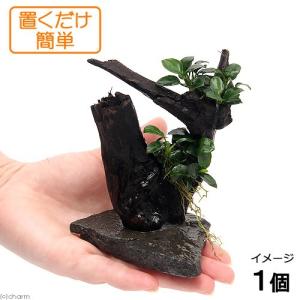 チャーム（charm） （水草）アヌビアスナナ ボンサイ（インボイス）枝
