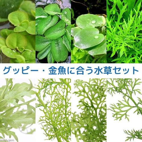 （水草）グッピー・金魚に合う水草セット　３種（１セット）