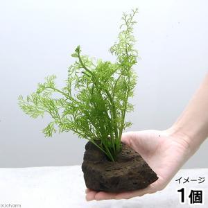 チャーム（charm） （水草）ホシクサsp．クチ（水中葉）（無農薬
