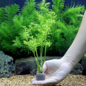 (水草)ゼオライトリング(グレー)ベトナム産ス...の詳細画像2