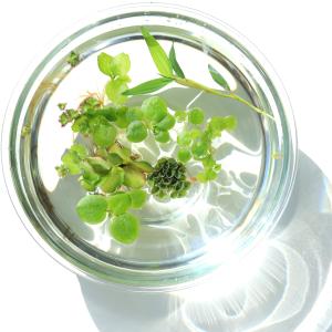 (浮草)おまかせ浮き草 3種セット(無農薬)(...の詳細画像1