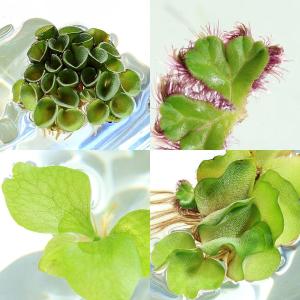 (浮草)おまかせ浮き草 3種セット(無農薬)(...の詳細画像2