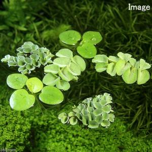 (浮草)おまかせ浮き草 3種セット(無農薬)(...の詳細画像3