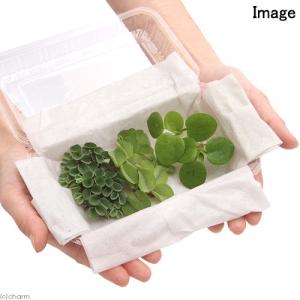 (浮草)おまかせ浮き草 3種セット(無農薬)(...の詳細画像4