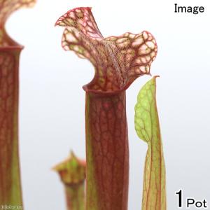 （食虫植物）サラセニア　ジュディスヒンドル　２．５〜３号（１ポット）
