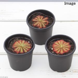 (食虫植物)モウセンゴケ ドロセラ アリシアエ...の詳細画像1