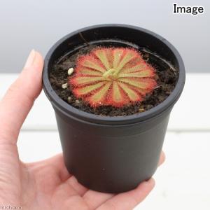 (食虫植物)モウセンゴケ ドロセラ アリシアエ...の詳細画像2