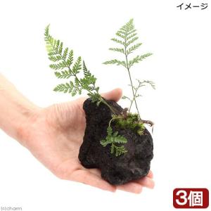 観葉植物）テラリウム向け トキワシノブ付流木 Mサイズ（1個）這苔