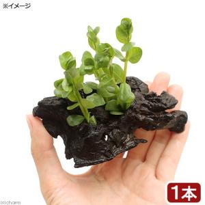 （水草）グリーンロタラ　流木付　ＳＳサイズ（水上葉）（無農薬）（１本）（約１０ｃｍ）｜chanet