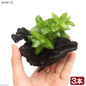 （水草）ウォーターバコパ　流木付　ＳＳサイズ（水上葉）（無農薬）（３本）（約１０ｃｍ）｜chanet