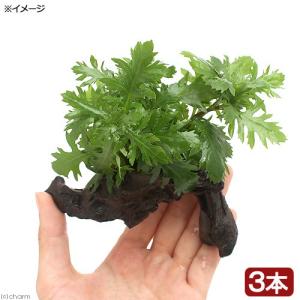 チャーム（charm） （水草）ミクロソリウム プテロプス ソードリーフ付