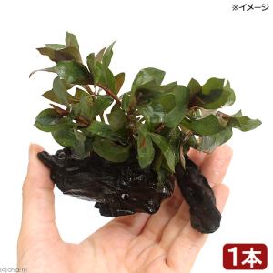 パワーハウス ソフトタイプ Sサイズ 淡水用 5リットル 微酸性 ろ材