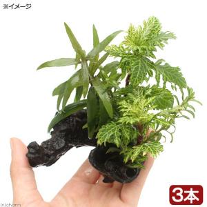 （水草）ミニサイズ　流木　ザ・ボンサイ　ＳＳサイズ（水上葉）（無農薬）（３本）（約１０ｃｍ）