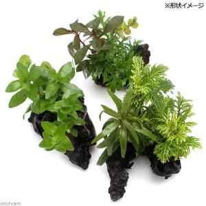 (水草)ミニサイズ 流木 ザ・ボンサイ SSサ...の詳細画像1