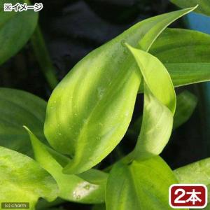 （テラリウム）ヤマサキカズラ（水上葉）（無農薬）（２本）