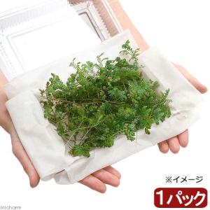 （テラリウム）レインボーファン大パック（無農薬）（１パック）