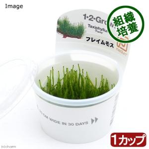 チャーム（charm） （水草）組織培養1−2−GROW！ ウィーピング