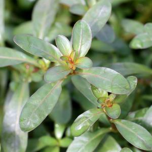 水草）プチ溶岩石付き ブセファランドラsp．ゴジラ（クダガンレッド