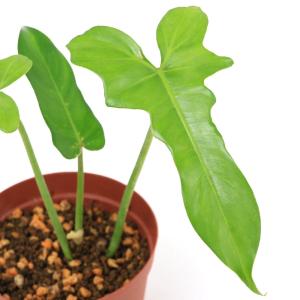 チャーム(ペット) (観葉植物)フィロデンドロン ラディアタム チャーム(ペット) (観葉植物)フィロデンドロン ラディアタム