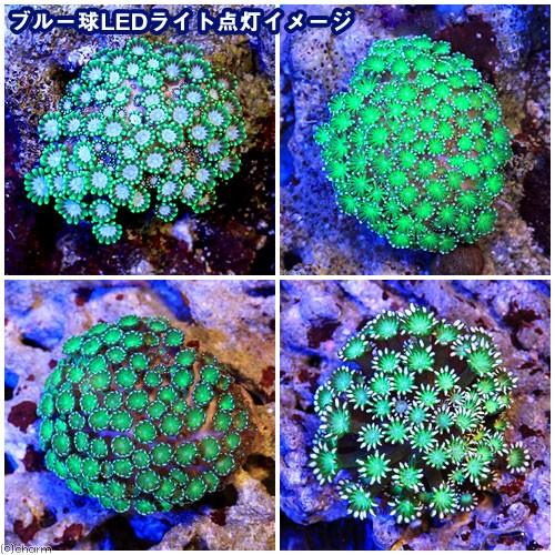 （サンゴ）アワサンゴ　グリーン（１個）　ｙ−２　北海道・九州航空便要保温