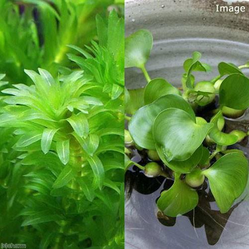 （水草）メダカに合う水草セット　２種（水中葉）（無農薬）（１セット）（説明書付）めだか