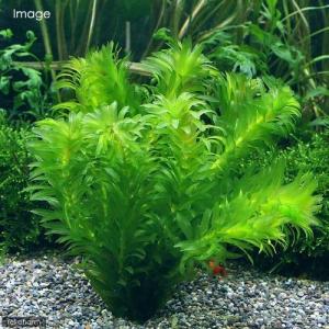 (水草)メダカに合う水草セット 2種(水中葉)...の詳細画像1