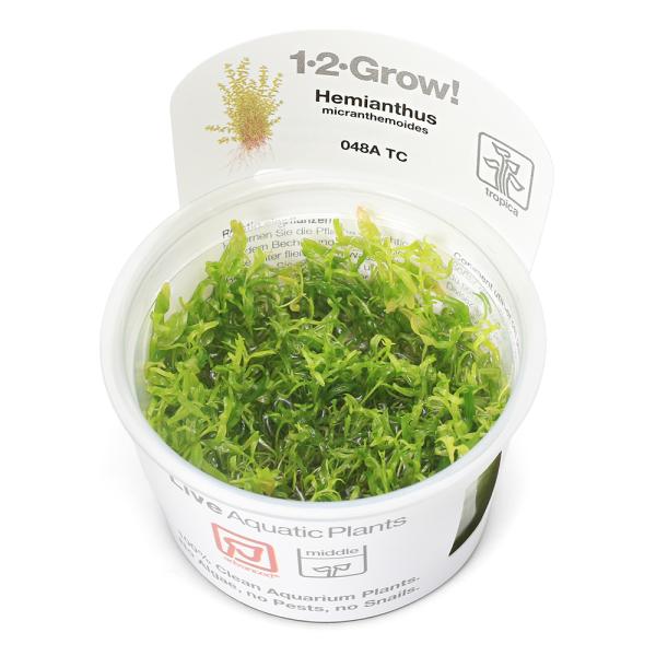 （水草）組織培養１−２−ＧＲＯＷ！　パールグラス　トロピカ製（無農薬）（１カップ）