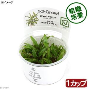 水草）組織培養GROWOW！ クリプトコリネ スピラリスタイガー（無