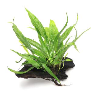 チャーム（charm） （水草）ミクロソリウムsp．トライデント付き流木