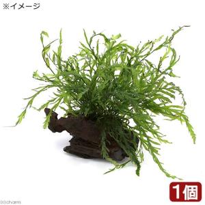 水草）ミクロソリウム 本ナローリーフ（水中葉）（無農薬）（葉数3