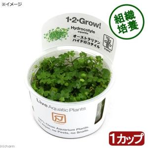 チャーム（charm） （水草）組織培養オリエンタル製 ブセファランドラ