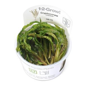 水草 国産マリモ 1個入り 無農薬 まりも お手軽 インテリア 育成簡単