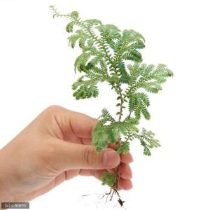 (テラリウム)レインボーファン(無農薬)(6本)の詳細画像1