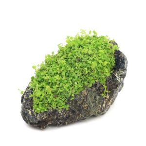 チャーム（charm） （水草）組織培養1−2−GROW！ ニューラージ