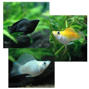 (熱帯魚)ミックスバルーンモーリー(12匹) ...の詳細画像1