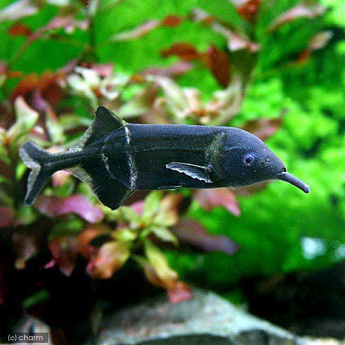 （熱帯魚）エレファントノーズ（１匹）　北海道・九州航空便要保温