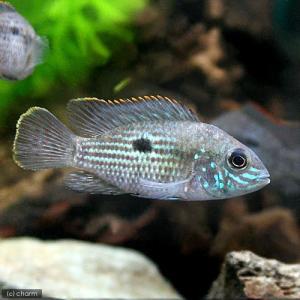(入荷未定)(熱帯魚)グリーン・テラー(1匹) ...の商品画像
