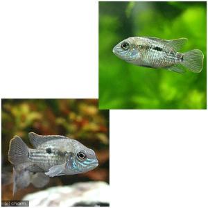 (入荷未定)(熱帯魚)グリーン・テラー(1匹)...の詳細画像1