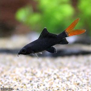 銀製熱帯魚 風鈴 熱帯魚 銀/トルコ青