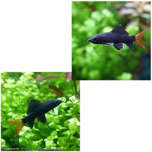 (熱帯魚)レッドテール・ブラックシャーク(1匹...の詳細画像1