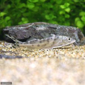 （熱帯魚）ピメロディア・ピクタス（１匹）　北海道・九州航空便要保温