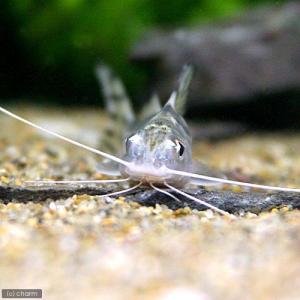 (熱帯魚)ピメロディア・ピクタス(1匹) 北海...の詳細画像1