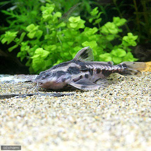 （熱帯魚）メガロドラス（１匹）　北海道・九州航空便要保温