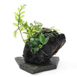 チャーム（charm） （テラリウム）ボルビティスsp．ベビーリーフ