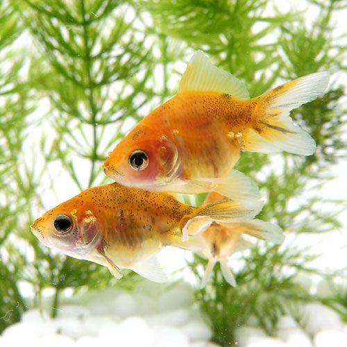 （国産金魚）キャリコ土佐錦（１匹）